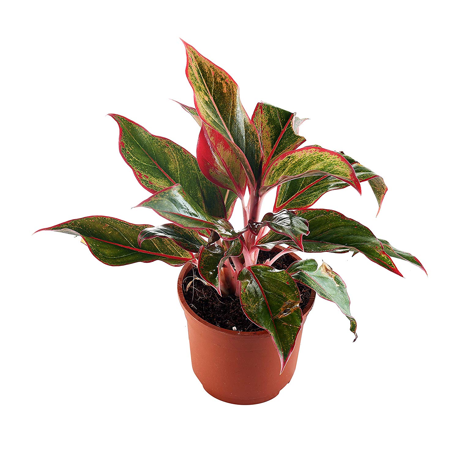 Aglaonema